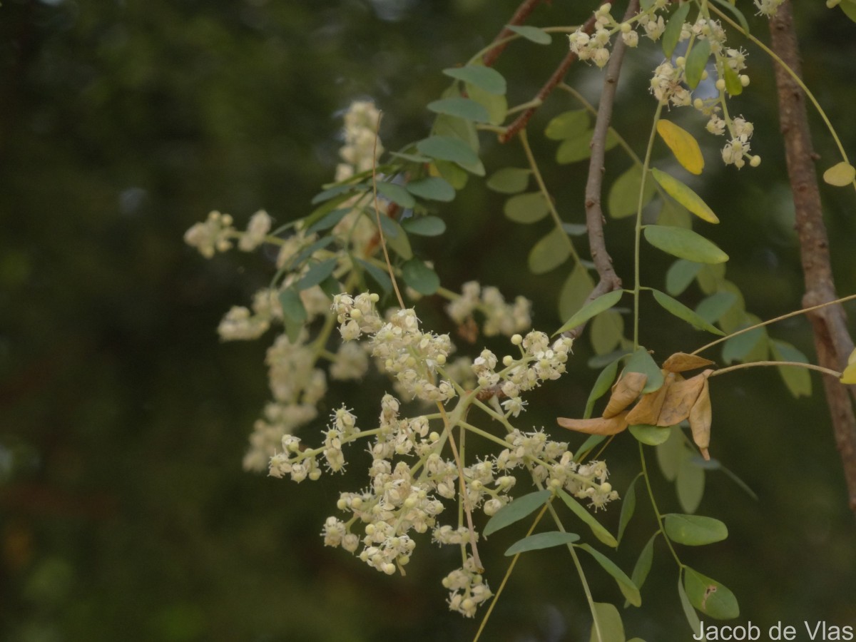 Chloroxylon swietenia DC.